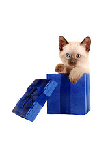 Image showing Siamese kitten in a gift box