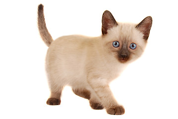 Image showing Cute Siamese Kitten on White