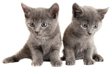 Image showing Blue eyed grey kittens on white