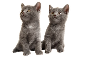 Image showing Two Grey Kittens on White Background