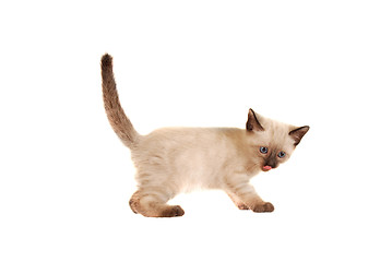 Image showing Siamese Kitten With Tongue Out on White