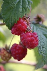 Image showing Rasberry