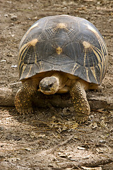 Image showing turtle's earth in madagascar nosy be