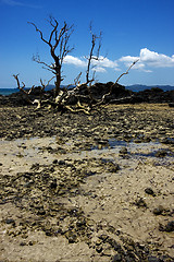 Image showing tree in andilana 