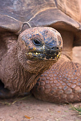 Image showing turtle  in madagascar nosy be