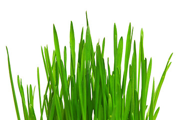 Image showing Wheat grass