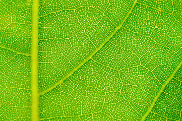 Image showing Leaf background