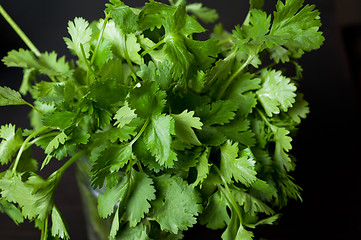 Image showing Cilantro