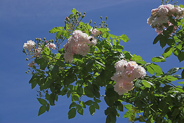 Image showing roses