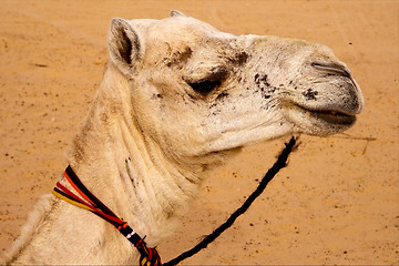 Image showing white camel