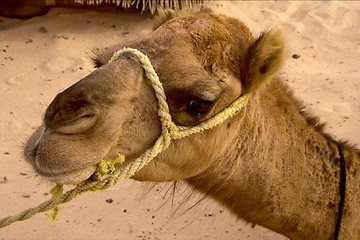Image showing douze,tunisia,camel 