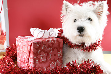 Image showing White puppy