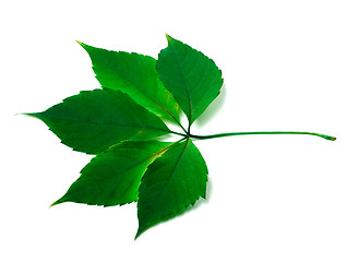 Image showing Green virginia creeper leaves