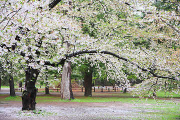 Image showing Japan cherry blossom