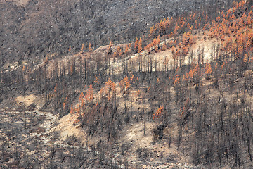 Image showing Forest after fire