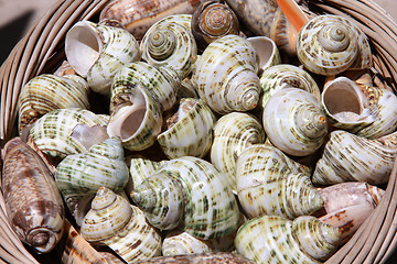 Image showing Souvenir shells