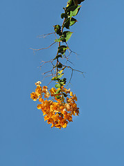 Image showing Blooming bougainvillea against the blue sky