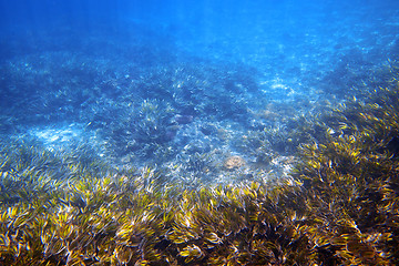 Image showing Underwater garden