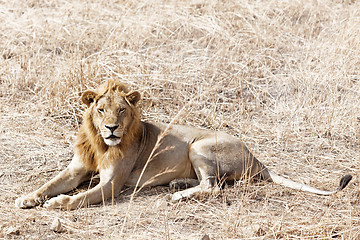 Image showing Wild lion