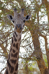 Image showing Wild Giraffe