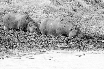 Image showing Wild Hippopotamus