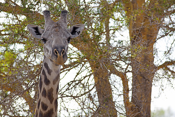 Image showing Wild Giraffe