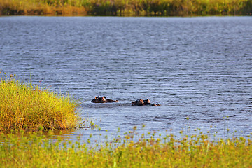 Image showing Wild Hippopotamus