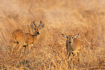 Image showing Wild Impala