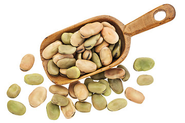 Image showing fava (broad) beans