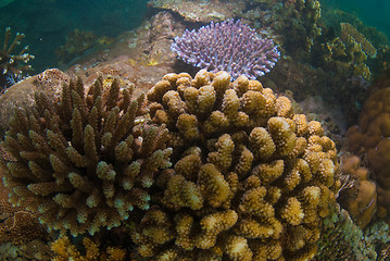 Image showing Underwater coral, fish, and plants in Bali