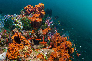 Image showing Underwater coral, fish, and plants in Bali