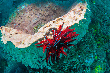 Image showing Underwater coral, fish, and plants in Bali