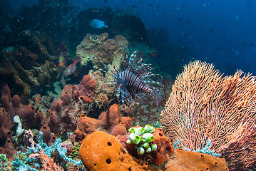 Image showing Lionfish in Bali