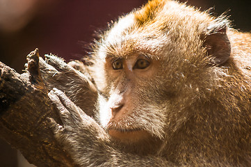 Image showing Balinese monkey up close