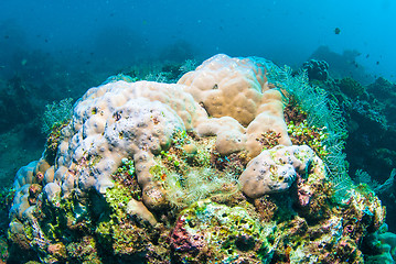 Image showing Underwater coral, fish, and plants in Bali