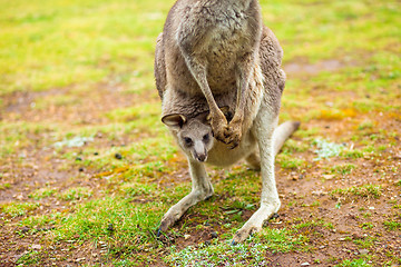 Image showing Kangaroo with baby