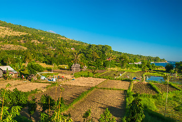 Image showing Fields in the Bali countryside