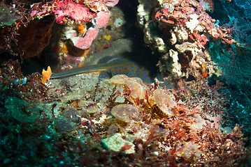 Image showing Blue spotted stingray