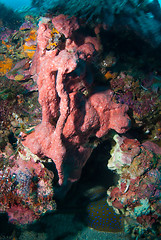 Image showing Underwater coral, fish, and plants in Bali