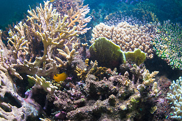 Image showing Underwater coral, fish, and plants in Bali