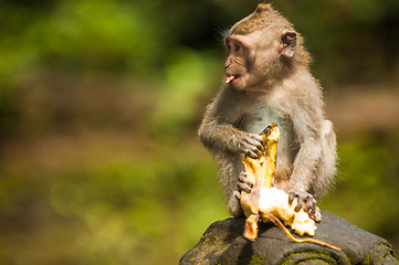 Image showing Balinese monkey with banana