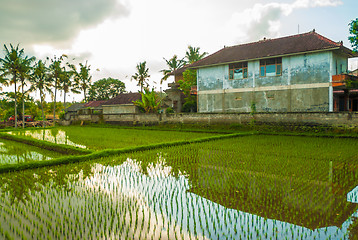 Image showing Flooded rice field