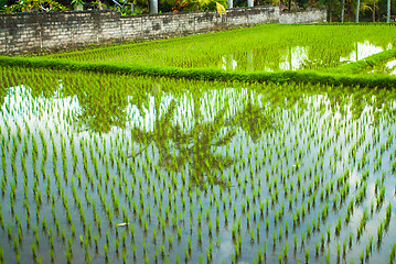 Image showing Flooded rice field