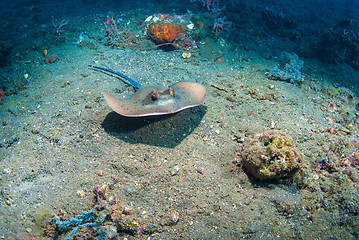 Image showing Blue spotted stingray