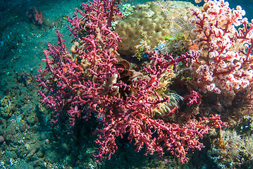 Image showing Underwater coral, fish, and plants in Bali