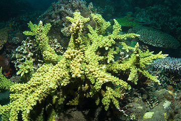 Image showing Acropora yongei coral, Bali