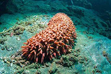 Image showing Sea cucumber