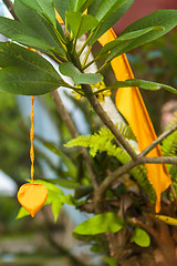 Image showing Balinese ornament