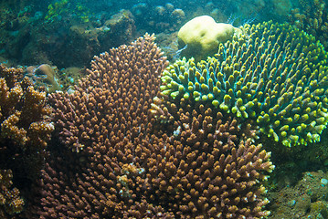 Image showing Underwater coral, fish, and plants in Bali