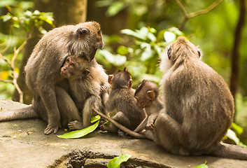 Image showing Monkey family